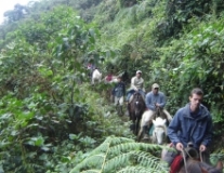 Imagen Bosque Protector Golondrinas